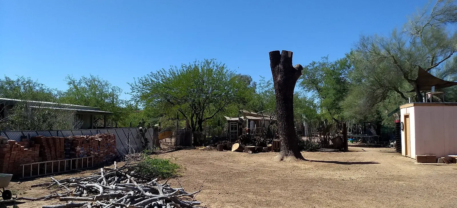 Large Tucson backyard cleared of brush after a removal, one trunk left standing