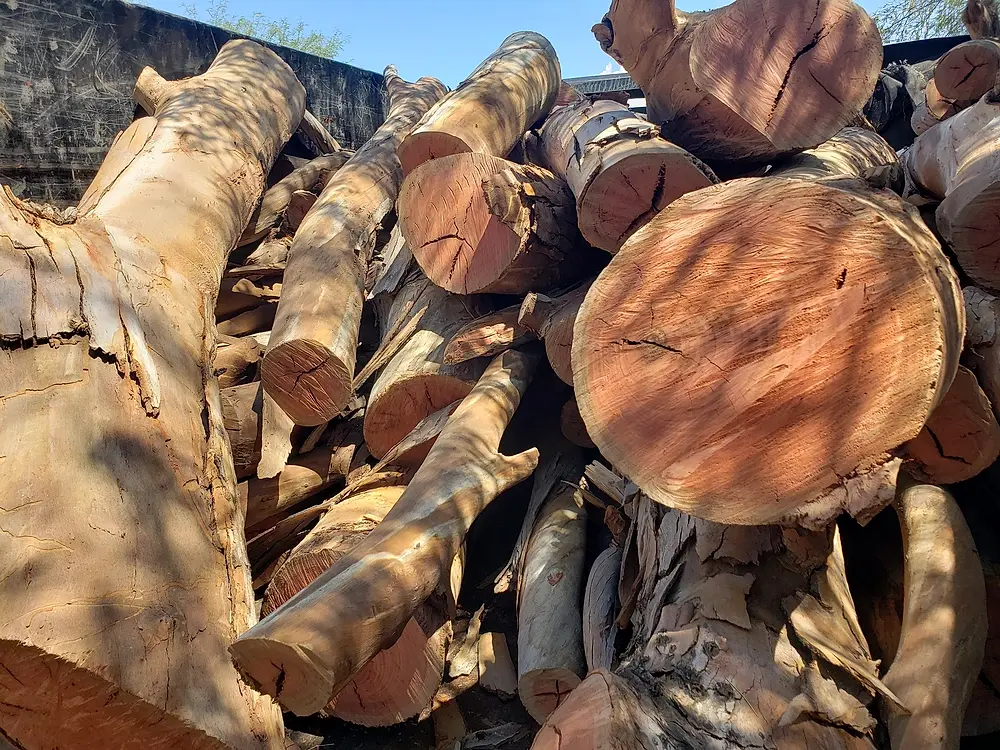 Pile of freshly cut log rounds from a tree removal